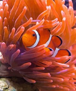 Orange Anemones And Clown Fish paint by numbers