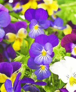 Pansy Flowers paint by numbers