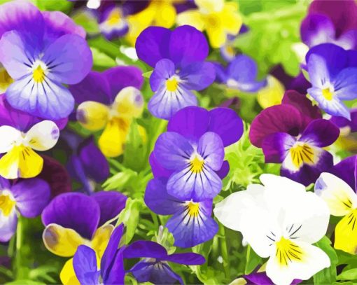 Pansy Flowers paint by numbers