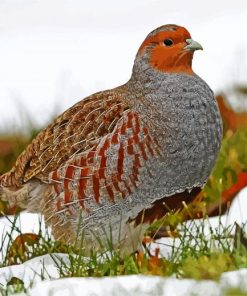 Partridge Bird Animal paint by number