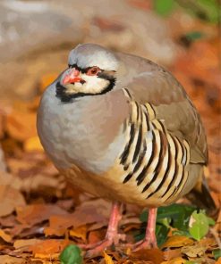 Partridge Bird paint by number