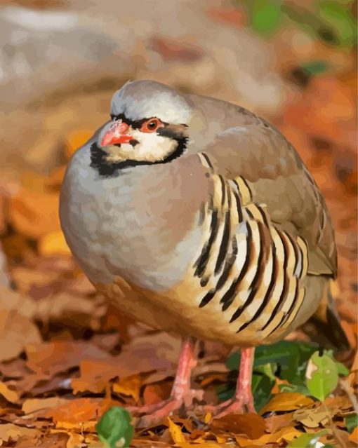 Partridge Bird paint by number