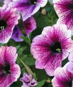 Petunia paint by number