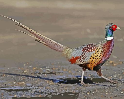 Pheasant Bird paint by number