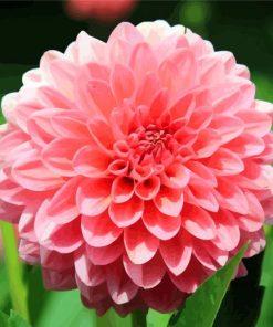 Pink Dahlia Flower paint by numbers