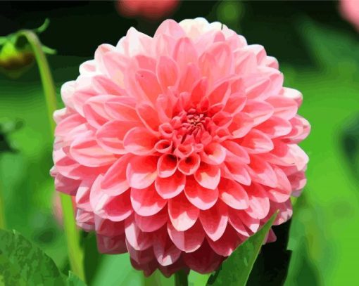 Pink Dahlia Flower paint by numbers