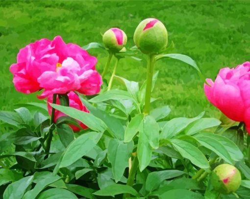 Pink Pivoines paint by numbers