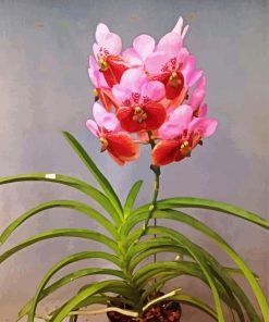 Pink Vanda paint by numbers