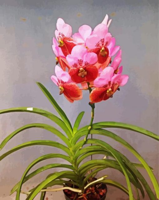 Pink Vanda paint by numbers