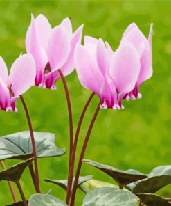 Pink Cyclamen Plants paint by number