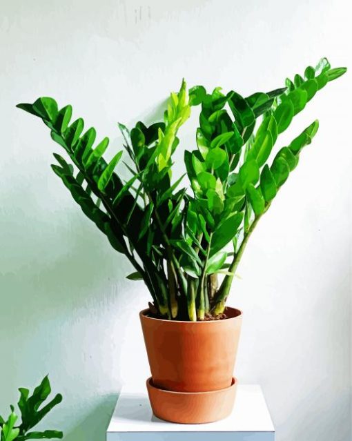 Plant Zamioculcas paint by numbers