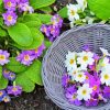 Purple And White Primroses paint by number