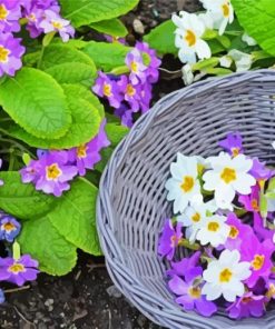 Purple And White Primroses paint by number