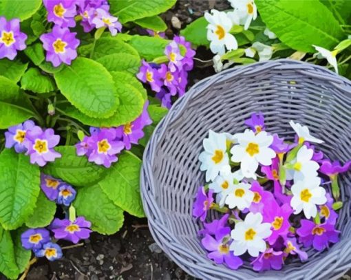 Purple And White Primroses paint by number