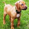 Puppy Rhodesian Ridgeback paint by number