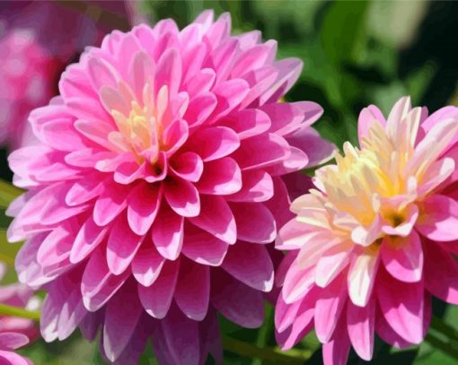 Purple Dahlias Flower paint by number