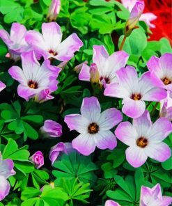 Purple Oxalis paint by number