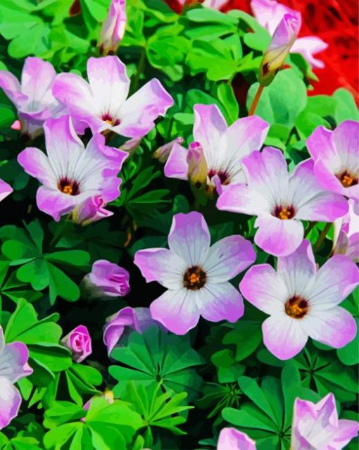 Purple Oxalis paint by number