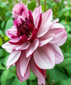 Red And White Dahlia Flower paint by numbers