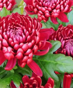 Red Chrysanthemum paint by number