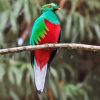 Red Eyes Quetzal paint by number