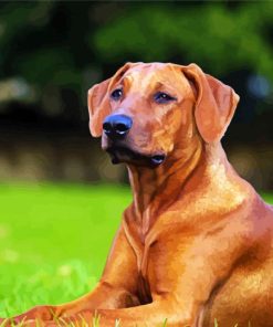 Rhodesian Ridgeback Dog paint by number