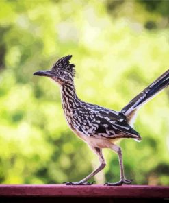 Roadrunner Bird Animal paint by numbers