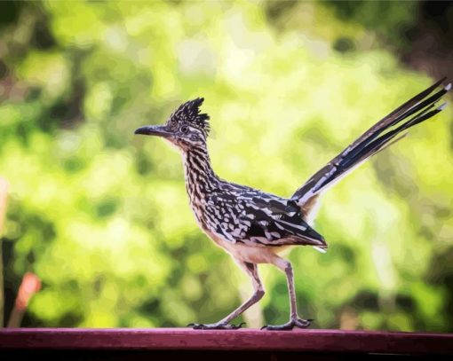 Roadrunner Bird Animal paint by numbers