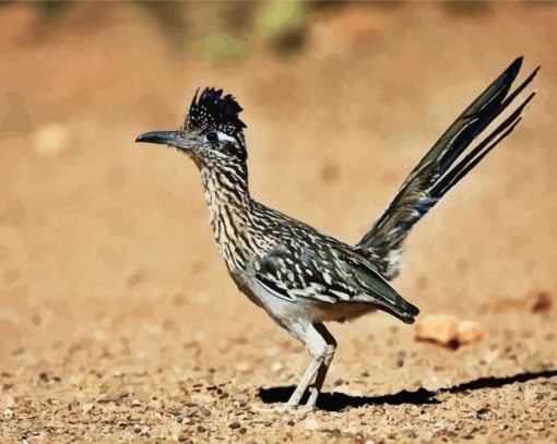 Road Runner Bird paint by number