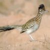 Road Runner In The Desert paint by numbers