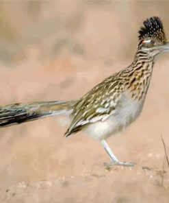 Road Runner In The Desert paint by numbers