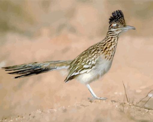 Road Runner In The Desert paint by numbers