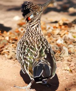 Roadrunner paint by numbers