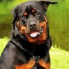 Rottweiler Dog Animal paint by numbers