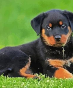 Rottweiler Puppy paint by numbers