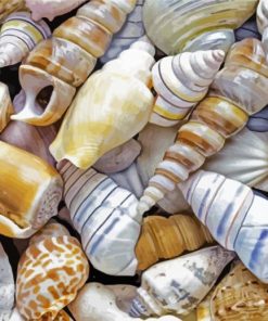 Seashell paint by numbers