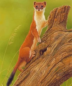 Stoat Weasel Animal paint by number