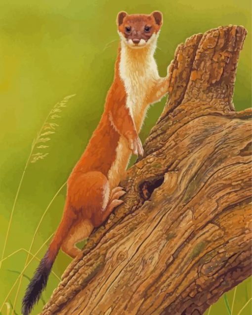 Stoat Weasel Animal paint by number