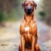 Strong Rhodesian Ridgeback paint by numbers