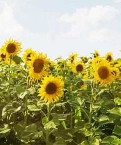 Sunflower Field paint by number