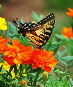 Swallowtail On Marigolds paint by number