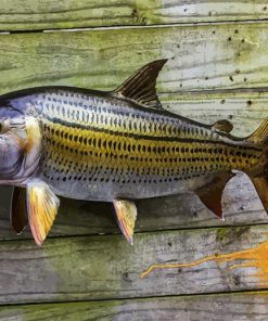 Tigerfish paint by number