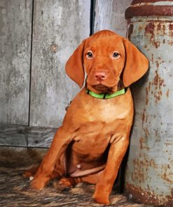 Vizsla Dog paint by number