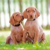 Vizsla Puppies Dogs paint by number