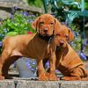 Vizsla Puppies paint by number