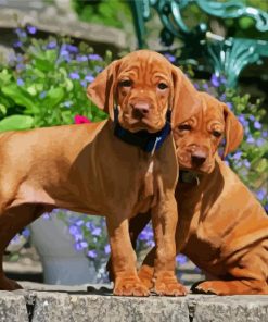 Vizsla Puppies paint by number