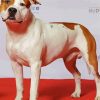 White American Staffordshire Terrier paint by numbers