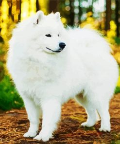 White Samoyed paint by numbers