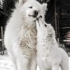 White Samoyeds paint by number