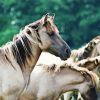 White Brumbies paint by number